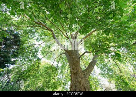 Arbre de plan commun, platanaceae, Platanus hispanica, famille de plans, arbre, feuilles d'érable Banque D'Images