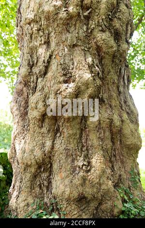 Tronc d'arbre, arbre de plan commun, platanaceae, Platanus hispanica, famille des plans, arbre, feuilles d'érable Banque D'Images