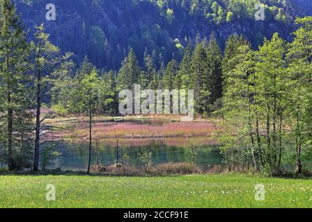 Sept sources dans le Loisachtal, Eschenlohe, Das Blaue Land, haute-Bavière, Bavière, Allemagne Banque D'Images