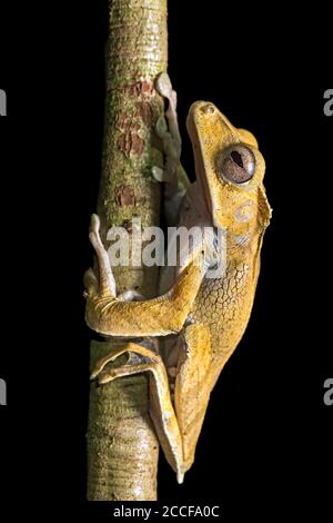 Grenouille d'arbre à tête de lime (Polypedates otilophus), famille des Rhacophoridae, une espèce endémique de grenouille à Bornéo, zone de conservation de la vallée du Danum, Sabah, Bornéo, Banque D'Images