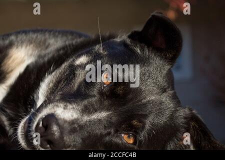 chien noir de race mixte allongé, gros plan du visage, doux regardant le spectateur, avec des yeux dorés Banque D'Images