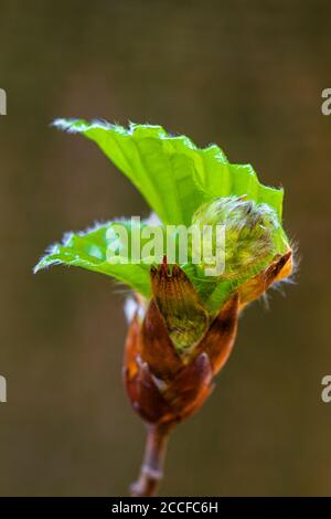 Hêtre européen, feuille et hêtre au printemps (Fagus sylvatica) Banque D'Images