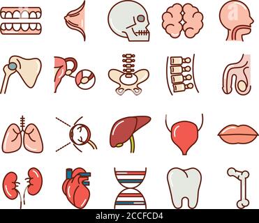 corps humain anatomie organes santé dents crâne cerveau tête foie illustration de la ligne de collection et du vecteur de remplissage des icônes Illustration de Vecteur