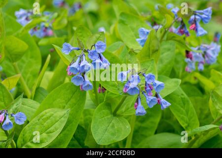 Pièce de Virginia Bluebells en fleur sur fond de lumière feuilles vertes Banque D'Images