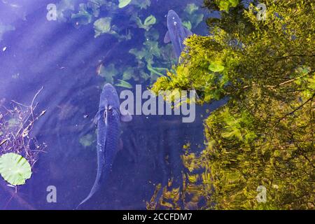 Vienne, carpe commune ou carpe européenne (Cyprinus carpio) dans le lac oxbow en 22. Donaustadt, Wien, Autriche Banque D'Images