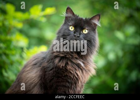 portrait d'un chat doux en poils longs noirs en plein air dans la nature avec feuillage vert en arrière-plan Banque D'Images