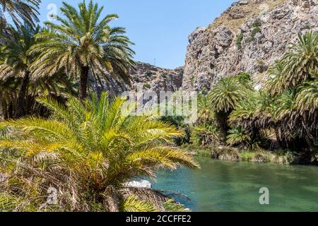 palmeraie sur la rivière derrière la plage de palmiers de Preveli en été, centre de la Crète, Grèce Banque D'Images