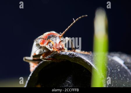 Coléoptère mou commun, Cantharis fusca Banque D'Images