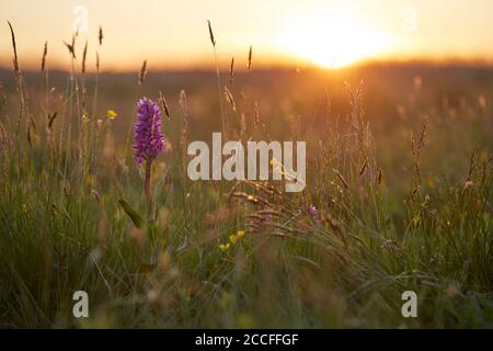 Orchidée à feuilles larges, Dactylorhiza majalis, prairie Banque D'Images