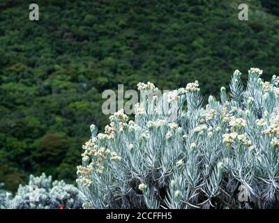 Leontopodium nivale, communément appelé edelweiss, sur le mont Gede, Bogor, West Java, Indonésie. Banque D'Images