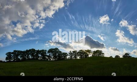 Allemagne, Mecklenburg-Ouest Pomerania, avenue, chênes, paysage Banque D'Images