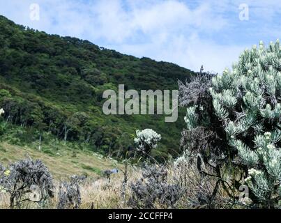 Leontopodium nivale, communément appelé edelweiss, sur le mont Gede, Bogor, West Java, Indonésie. Banque D'Images