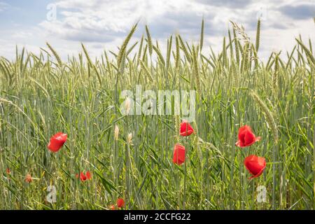 Coquelicots (Papaver rhoeas) dans un champ de céréales près de Vösendorf, Basse-Autriche, Autriche Banque D'Images