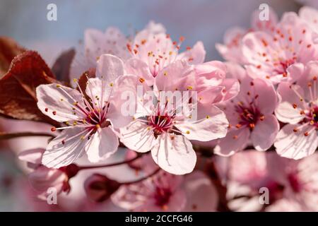 Close up of cherry blossoms Banque D'Images