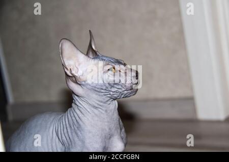 Chaton gris sphynx sans poils, chat anti-allergène, animal regardant quelque part vers le haut. Beau chat avec une peau sans poils. Banque D'Images