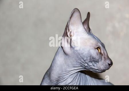 Chaton gris sphynx sans poils, chat hypoallergénique, animal de compagnie cherchant quelque part. Beau chat avec une peau sans poils. Banque D'Images