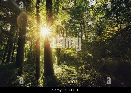 Stadtwald Eilenriede Hanovre au soleil Banque D'Images