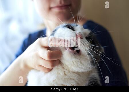 Une Femme Brosse Les Dents Du Chat Avec Une Brosse A Dents En Silicone Sur Son Doigt Photo Stock Alamy