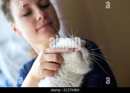 Une Femme Brosse Les Dents Du Chat Avec Une Brosse A Dents En Silicone Sur Son Doigt Photo Stock Alamy