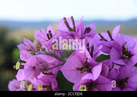 Gros plan de fleurs roses de Bougainvillea Banque D'Images