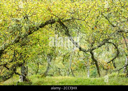 Bouleau argenté (Betula pendula) forêt fin d'été - vue du début de l'automne montrant les feuilles qui tournent du vert au jaune Banque D'Images