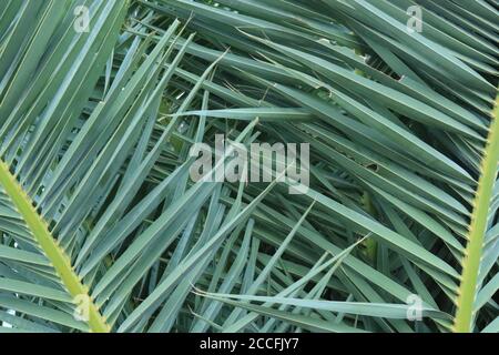 Palmetto de scie (Serena repens) avec des feuilles en forme de ventilateur qui ont des tiges à denture nette Banque D'Images