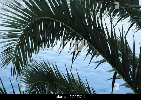 Palmetto de scie (Serena repens) avec des feuilles en forme de ventilateur qui ont des tiges à denture nette Banque D'Images