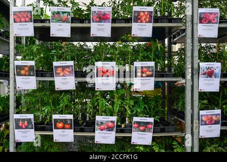 Plantules du stand de vente Banque D'Images