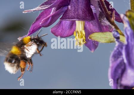 Bumblebee, jardin Bumblebee, Bombus hortorum, en vol, columbine, Blossom Banque D'Images