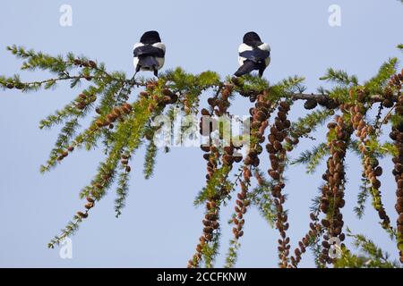 Magpie, pica pica, paire Banque D'Images