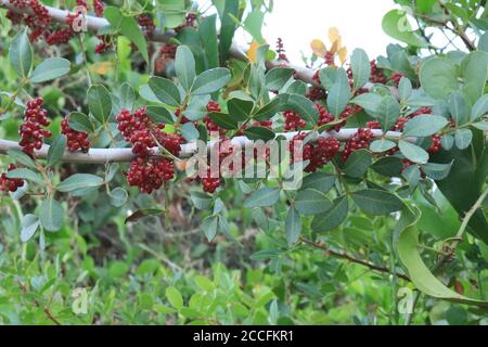 Buffloberry argenté, baie de Bull, buffloberry épineux (Shepherdia argentea), branche de fruits Banque D'Images