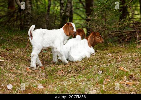 Les chèvres Boer sont des chèvres de viande pure pour l'auto-restauration Banque D'Images