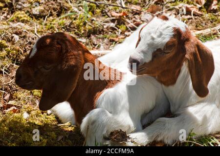 Les chèvres Boer sont des chèvres de viande pure pour l'auto-restauration Banque D'Images