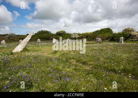 Fleurs sauvages dans le cercle de pierre préhistorique appelé Boscawen-un sur la péninsule de Penwith, Cornouailles Royaume-Uni Banque D'Images