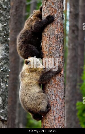 Lorsque la mère d'ours émet un son de « proximité de la colère », quelques secondes plus tard, les petits sont élevés sur l'arbre. Banque D'Images