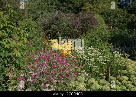 Fleurs d'été colorées bordure herbacée de Campion de Rose, de Daisies de Rudbeckia, de Statice, de Buddleja et de glace poussant dans une frontière herbacée Banque D'Images