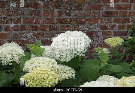 Fleurs blanches têtes d'un arbuste à fleurs d'été d'Hydrangea (Hortensia aborescens 'Annabelle') Culture dans un jardin de campagne dans le Somerset rural Banque D'Images