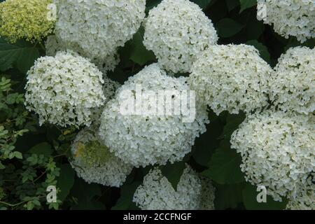 Fleurs blanches têtes d'un arbuste à fleurs d'été d'Hydrangea (Hortensia aborescens 'Annabelle') Culture dans un jardin de campagne dans le Somerset rural Banque D'Images