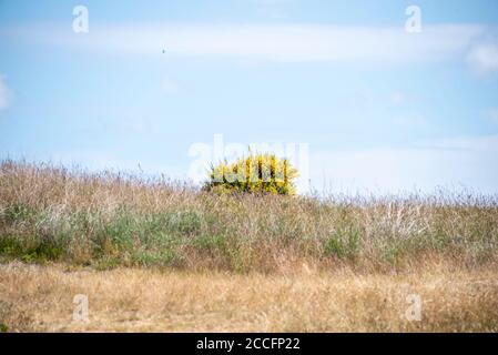 Une gorge de brousse fleurit sur l'île de Hiddensee. Banque D'Images