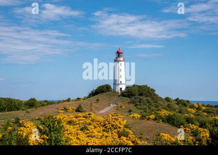 Allemagne, Mecklembourg-Poméranie occidentale, Hiddensee, gorges jaunes se blooms en face du phare nord de l'île. Banque D'Images