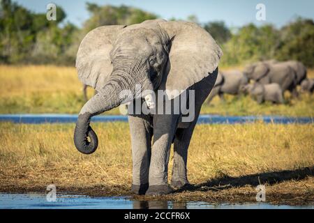 Tête sur le portrait d'une femme qui boit l'éléphant avec le Troupeau marchant en arrière-plan dans Moremi Okavango Delta Botswana Banque D'Images