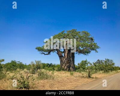 Beau baobab avec verrière verte pleine de feuilles debout près d'une route de terre par une journée ensoleillée avec du bleu Ciel dans le parc national Kruger en Afrique du Sud Banque D'Images