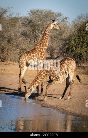 Deux girafes adultes se tenant au bord d'un trou d'eau potable Dans le parc national Kruger en Afrique du Sud Banque D'Images