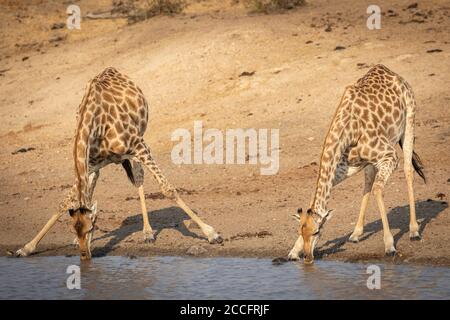 Deux girafes femelles buvant de l'eau d'un barrage sur un Journée d'hiver ensoleillée à Kruger Park en Afrique du Sud Banque D'Images