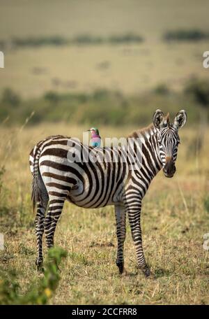 Portrait vertical d'un bébé zébré avec un rouleau de lilas droit assis sur son dos debout dans vaste plaines de Masai Mara Kenya Banque D'Images