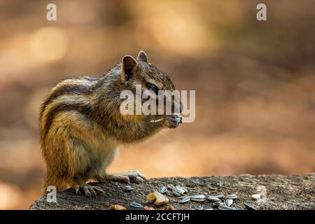 Chipmunk sibérien ou Chipmunk commun (Eutamias sibiricus) Aux pays-Bas en été Banque D'Images