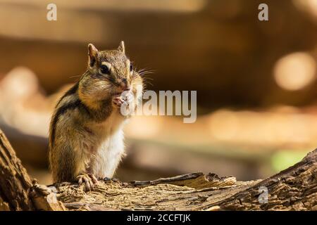 Chipmunk sibérien ou Chipmunk commun (Eutamias sibiricus) Aux pays-Bas en été Banque D'Images