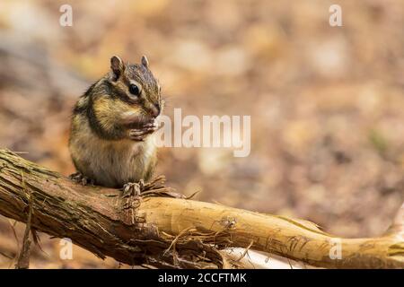 Chipmunk sibérien ou Chipmunk commun (Eutamias sibiricus) Aux pays-Bas en été Banque D'Images