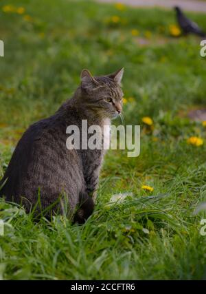 Street Cat. Le chat repose sur l'herbe Banque D'Images