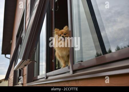 Poméranie spitz. Chien donne par la fenêtre de la maison. Adorable chien spitz Banque D'Images